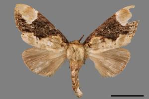 Formofentonia orbifer rotundata[圓紛舟蛾][00014502]