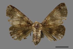 Trisuloides sericea[后夜蛾][00047101]