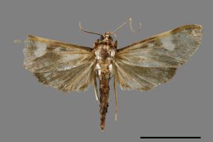 <已分類>Genus：Pleuroptya[00037328]
