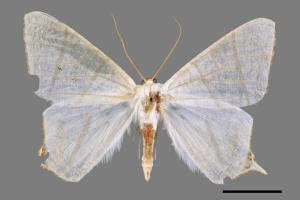 Ourapteryx pallidula[淡黃尾尺蛾][00034229]