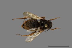 Bombus flavescens[黃色熊蜂][00074763]