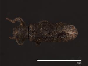 Dicraeosis carinatus[00083751]