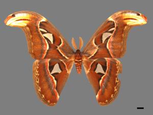 Attacus atlas formosanus[皇蛾][00016275]