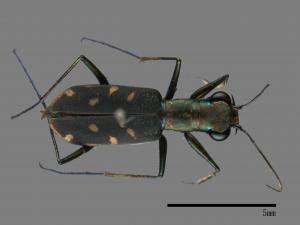 Cylindera kaleea[00050216]