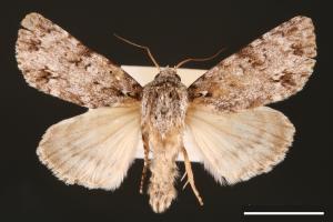 Acronicta albistigma[00000417]