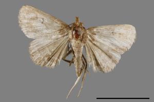 <已分類>Genus：Bertula[00010352]