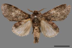 Vaneeckeia pallidifascia centrobrunnea[褐丸舟蛾][00042091]