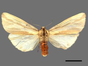 Eospilarctia nehallenia baibarensis[赭污燈蛾][00018832]