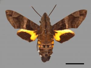 Macroglossum heliophila heliophila[九節木長喙天蛾][00016936]