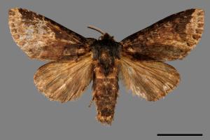 Neodrymonia seriatopunctata[黃肩舟蛾][00044353]