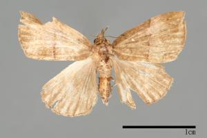 Hypena iconicalis[00009815]