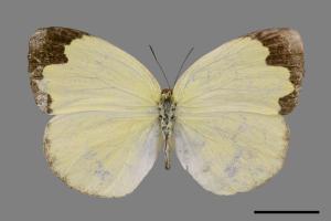 Eurema hecabe hobsoni[荷氏黃蝶][00027423]