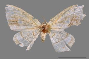 Leucobrepsis excisa[四窗帶鉤蛾][00051174]