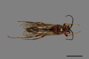 Polistes tenebricosus[赭褐長腳蜂][00074393]