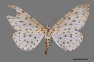 Antipercnia cordiforma[大胡麻斑星尺蛾][00038318]