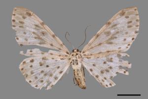 Antipercnia cordiforma[大胡麻斑星尺蛾][00052420]