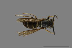 Vespula flaviceps[細黃胡蜂][00073348]