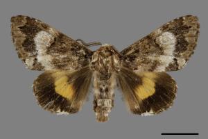 Trisuloides sericea[后夜蛾][00070392]