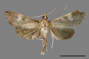 <已分類>Genus：Pleuroptya[00065536]
