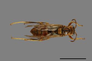 Polistes jokahamae[果馬蜂][00072585]