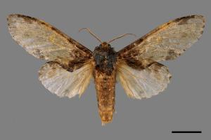 Peridea sikkima ochreipennis[錫納斑舟蛾][00061602]