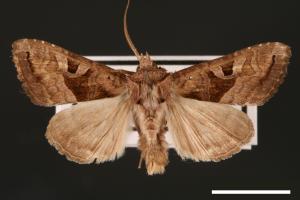 Phlogophora conservuloides[燭影錦夜蛾][00002003]
