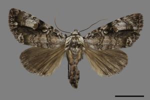 Anacronicta nitida[明后夜蛾][00116992]