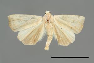 Rivula leucanioides[00008433]