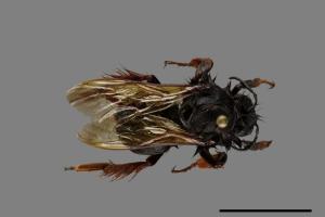 Bombus eximius[精選熊蜂][00086440]