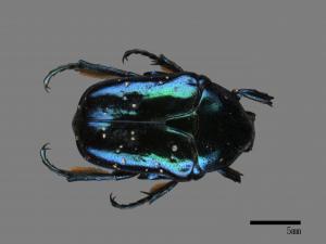 Protaetia inquinata[藍艷白點花金龜][00087686]