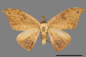 Strepsigonia diluta takamukui[枯葉紋鉤蛾][00056431]