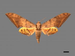 Ambulyx sericeipennis[臺灣鷹翅天蛾][00016733]