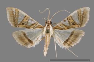 Glyphodes duplicalis[00065289]