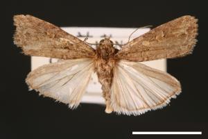 Spodoptera exigua[甜菜夜蛾][00002751]