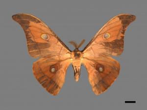 Antheraea pernyi[姬透目天蠶蛾][00016009]