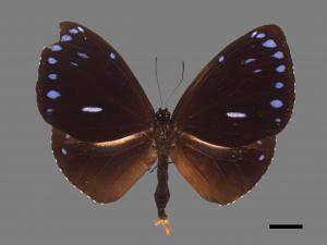 Euploea eunice hobsoni[圓翅紫斑蝶][00013372]