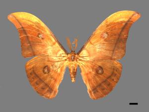 Antheraea yamamai superba[大透目天蠶蛾][00016140]