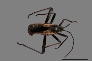 Notobitus meleagris[黑竹緣蝽][00075540]
