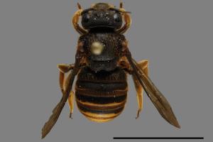 <已分類>Family：Megachilidae[切葉蜂科][00100168]