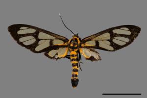 Amata perixanthia[廣鹿子蛾][00027502]