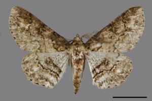 Cleora leucophaea taiwanensis[黃頂黑腰尺蛾][00091315]