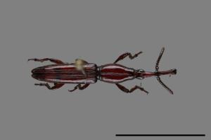 <已分類>Family：Brentidae[三錐象鼻蟲科][00099832]