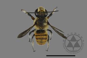 Megachile bicolor kagiana kagiana[雙色切葉蜂嘉義亞種][00198547]