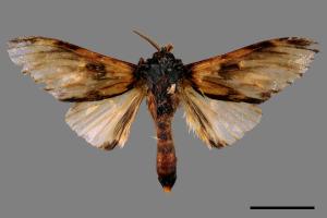 Neopheosia fasciata fasciata[00034214]