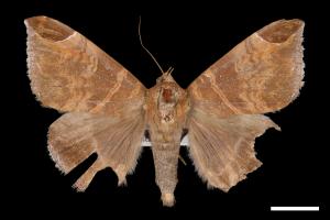 Dysgonia illibata[00028401]