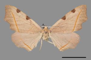 Hypochrosis rufescens[四角斑尺蛾][00019347]