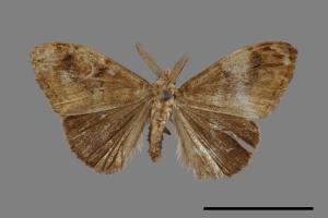 Orgyia postica[小白紋毒蛾][00053752]