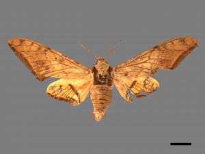 Ambulyx sericeipennis[臺灣鷹翅天蛾][00016670]