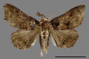 <已分類>Genus：Bertula[00010349]