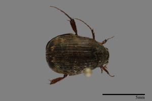 <已分類>Family：Scarabaeidae[金龜子科][00091772]
